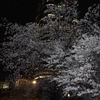 sakura2011
