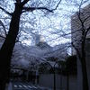 sakura2011