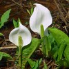 玉ノ木原の水芭蕉