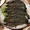 Kiunrai - 料理写真:新鮮エビ