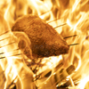 藁焼きと水炊き 葵 - メイン写真: