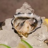 FAST OYSTERS - メイン写真: