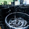 Unagi Yondaime Kikukawa Midorandosukuea Nagoyahonten - 料理写真: