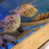 浦正鮨 - メイン写真: