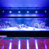 Aquarium bar OCEANS - メイン写真: