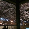Shizuka - 内観写真:春には桜が咲きます