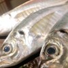魚と酒 はなたれ - メイン写真:
