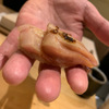 Sushi To Teppan Sakuyama - メイン写真:
