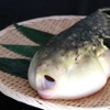 ふぐ政 - メイン写真: