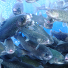 小川の魚 - メイン写真: