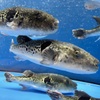 ふぐ・蟹・鱧料理 雅 - メイン写真: