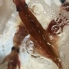 船頭料理 魚庄 - メイン写真: