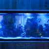 Ryuduki aquarium Dining - メイン写真: