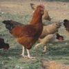 焼鳥つかだ - メイン写真: