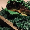 Arkua - 料理写真:素材の旨みを存分に味わえる『鮎の骨焼きと肝』