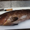 Kujira Ryouri Shodai - 料理写真:本クエ15kg