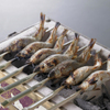 ビュッフェレストラン 嵯峨野 - 料理写真: