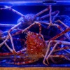 湘南沖地蟹専門店ふじ月 - メイン写真: