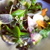 ビストロチカラ - 料理写真:鎌倉野菜のサラダ