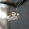 Hanaten - 外観写真:花見と焼肉はいかがですか。