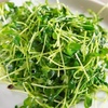 中華料理 福城 - メイン写真:豆苗のシャキシャキ炒め