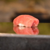 Sushi Kumakura