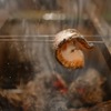 神楽坂 くろす - メイン写真: