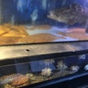 Seafood Choshu Yuda Ten - メイン写真:
