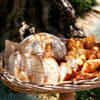 TOOTH TOOTH GARDEN RESTAURANT - メイン写真: