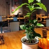 MEAT BAR GIRASOL - メイン写真:
