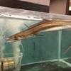 ふぐ･はも･すっぽん 文太郎 - メイン写真:
