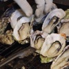 ヤキガキヤ oyster&wine - メイン写真: