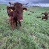 築地のら - メイン写真: