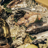 浪速炉ばた 東洋小噺 - メイン写真: