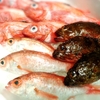 貴楽 魚と野菜 - 料理写真: