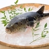 魚々家むてき - メイン写真: