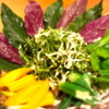 我如古 - 料理写真:「島野菜のサラダ」石垣島産の島野菜を使った、色鮮やかなサラダ