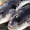 和食と鉄板料理 美くに - メイン写真: