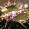 日本料理 みや  - メイン写真: