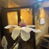 French BISTRO SAUVAGE - メイン写真: