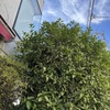 ロマンティコ - 料理写真:外観
