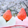 築地そらつき - メイン写真: