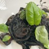 Luce 330 - メイン写真: