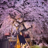 魁本店 - メイン写真: