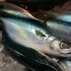 魚楽食堂 海ん中 - 料理写真:能登輪島の友人漁師が持って来るサバ