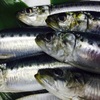 SAKE-FISH SAWASUKE - 料理写真: