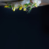 TTOAHISU - 料理写真: