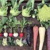 大磯迎賓舘 - 料理写真:契約農家から届くお野菜