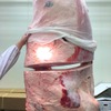本場特選近江牛 焼肉 すき焼き 池もと - メイン写真: