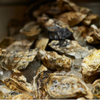 8TH SEA OYSTER Bar - メイン写真: